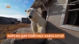 Пойгоҳи ҳавосанҷии арктикиро хирсҳои сафед хона карданд