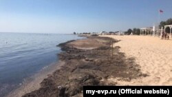 Водорості на пляжі Євпаторії