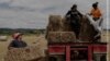 Image result for севярынец 