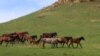 A herd of horses near Kaminomost in the republic of Kabardino-Balkaria in 2015